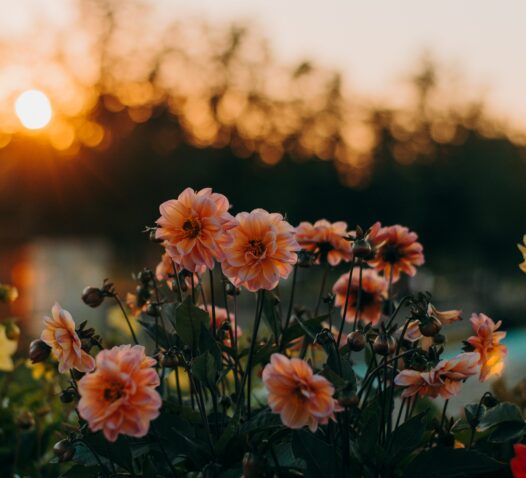 Rosa blommor i förgrunden med en solnedgång och suddiga träd i bakgrunden.