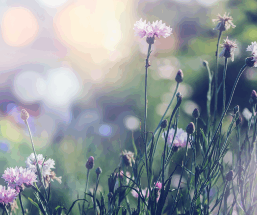 Fokus på rosa blommor i en suddig, naturlig bakgrund.